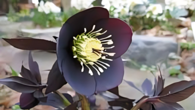 Goth Flowers