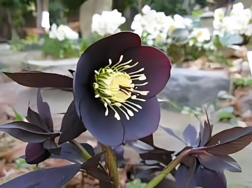 Goth Flowers