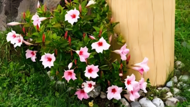 Mandevilla