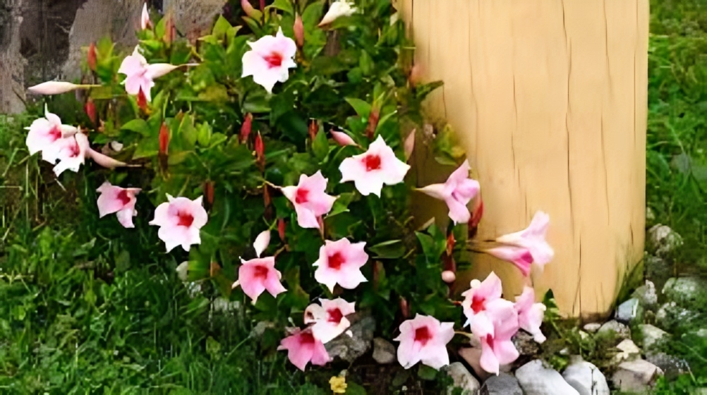 Mandevilla