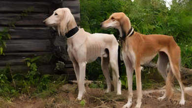 Saluki