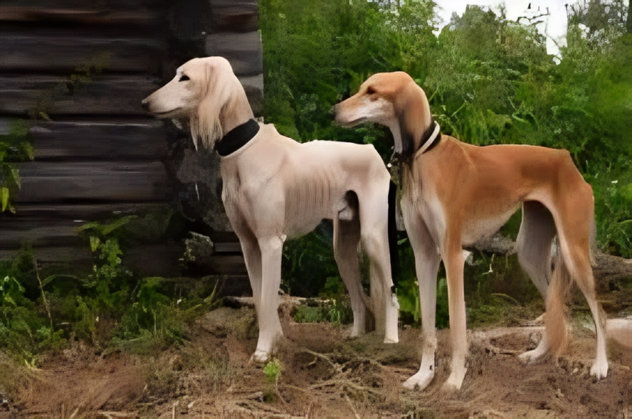 Saluki